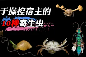 10种善于操控宿主的寄生虫，你见过真正意义上的“僵尸”吗？视频封面