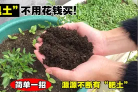 阳台种菜，土总是不够用怎么办？分享一个秘诀，土越用越多、越肥视频封面