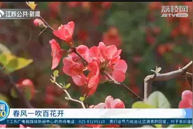 满树繁花！南京莫愁湖畔海棠灿烂，游客：戴口罩不影响游玩视频封面
