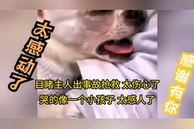狗狗目睹主人出事故进医院，它太伤心了，大哭起来，太感动了视频封面