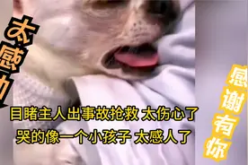 狗狗目睹主人出事故进医院，它太伤心了，大哭起来，太感动了视频封面