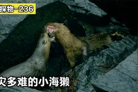 海獭幼崽刚躲过雄海獭追杀，又差点被海浪淹死，母亲操碎了心视频封面