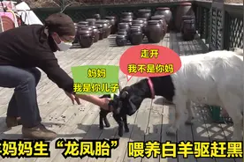 羊妈妈生了“龙凤胎”，只喂养白羊却驱赶黑羊，黑羊：我是捡的？视频封面