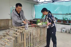 家里需养兔子帮吃青菜，用竹子做个兔笼，钉好后媳妇高兴坏了视频封面