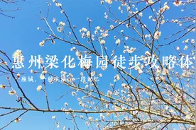 深圳户外线路推荐：惠州梁化梅园，吃窑鸡赏梅花，每年1月初最美视频封面