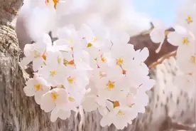 【助眠放松】，雨声鸟鸣声，身心舒畅视频封面