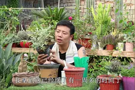 养栀子花要选对品种，这个品种叶子带锦，开花香味足，比大叶好养视频封面