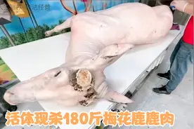 秋冬最适合吃鹿肉，活体现杀180斤大公鹿，肉质超嫩怎么做好吃视频封面