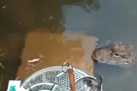 河边洗餐具突然钻出一条鳄鱼，女子淡定拍视频：它不怕人，经常来视频封面