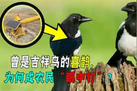 被叫作报喜鸟的喜鹊，为什么乡下不受农民待见？它做了哪些恶？视频封面