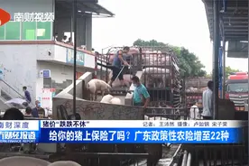 给你的猪上保险了吗？广东政策性农险增至22种视频封面