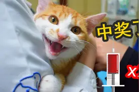 一针下去，小橘猫叫得撕心裂肺，医生：恭喜你，再来一针！视频封面