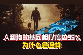人和狗的基因相似度高达95%，什么是基因相似度？为什么会这样？视频封面
