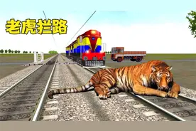 东北虎从动物园里面溜出来，偷吃村民的7头猪，躺在火车轨上睡觉视频封面