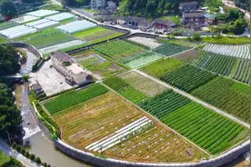 福州大山里发现某银行无公害蔬菜种植基地，原来这才是正宗有机菜视频封面