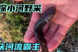 再探小溪能否在遇到小乌龟视频封面