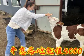 农村大哥在家养牛、种地，5头牛一年能收入多少？说比打工强视频封面