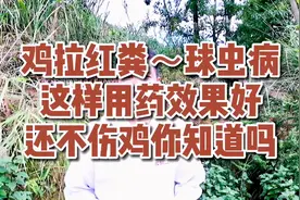 鸡拉红粪球虫病，这样治疗效果好，还不伤鸡你知道吗？视频封面