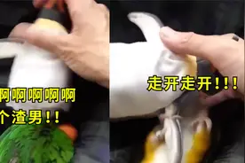 嫉妒使鸟面目全非！男子摸玩具把鹦鹉惹吃醋，疯狂打玩具视频封面