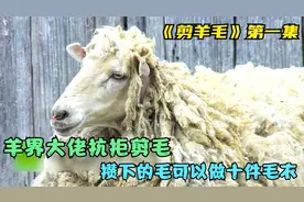这只绵羊5年没剪毛，攒出来的羊毛可以做十件毛衣！视频封面
