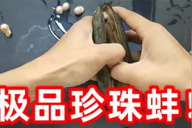 花1000多买的极品珍珠蚌，开到的极品珍珠真的能赚很多钱吗？视频封面