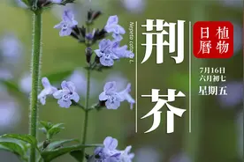 荆芥：千年前的旅行造就如今味蕾的邂逅，成食也成药你见过它吗？视频封面