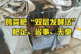 制作鸡粪肥“新方法”？双层发酵法，拿来养花，省事视频封面