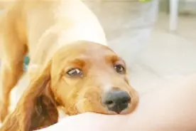 为何狂犬病人发作时，都十分的怕水？看完后有些心酸！