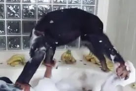 小伙和黑猩猩共同沐浴，黑猩猩一边吃香蕉，一边当起了搓澡工！视频封面