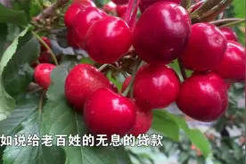 我的樱桃品质已远超大连樱桃！视频封面
