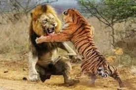 【狮虎斗】动物界狮子老虎两大猛兽大对决，到底谁更胜一筹视频封面