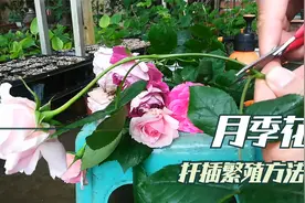 四五月是月季扦插繁殖最好时间，手把手教你扦插月季花生根快！视频封面
