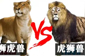狮虎兽vs虎狮兽，谁才是最强大的杂交猫科动物？视频封面
