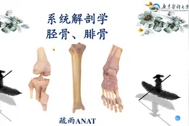 小腿的骨-胫骨和腓骨视频封面