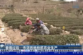 抢抓农业生产！春雨过后，青岛市郊各地的农田里一派繁忙视频封面