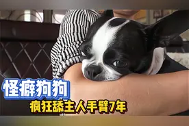 狗狗患怪癖，疯狂吸吮主人手臂7年，这究竟怎么回事?视频封面