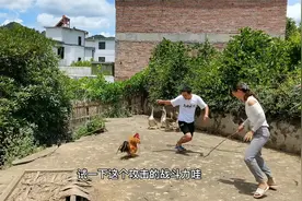 被养了12年的大公鸡啄了一下，需不需要大狂犬疫苗呢？视频封面