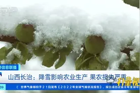 山西长治：降雪影响农业生产，果农损失严重视频封面