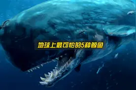 地球上杀伤力最强的5种鲸鱼，超出你的想象！视频封面