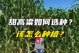 甜高粱品种多，该怎么去选种？如何种植产量高？这样种没错！