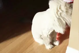 抑郁的前兆！猫咪被主人剃光毛，对着墙壁就是一阵发呆视频封面