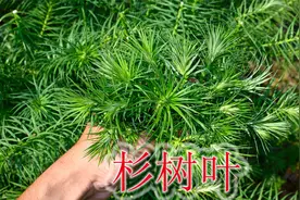 农村的杉树叶是个宝，用来煮水一些好处，只是没人告诉你视频封面
