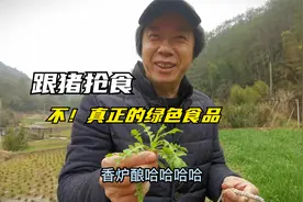 你这不是跟猪抢食嘛？不！这才是真正的绿色食品，在酒店可贵着呢视频封面