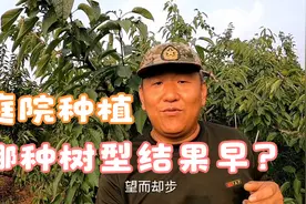 庭院种植大樱桃，采用这两种国外流行树型，结果早还不占地方！视频封面