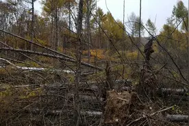 黑龙江的大环境，投资3500亩落叶松，不执行合同约定造成的结果视频封面