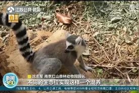 红山动物园上新一群“神奇动物”，你见过哪种？视频封面