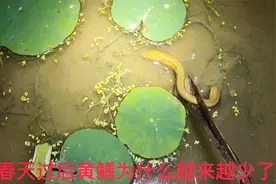 深夜荷塘抓黄鳝,在田埂边上遇到国家二级保护动物,遇到一定不要抓视频封面