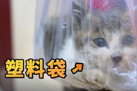 捡个小奶猫，提着就回家了！视频封面