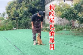 狗为什么会咬自己的尾巴，训犬师讲出缘由答案，让你养狗无忧视频封面