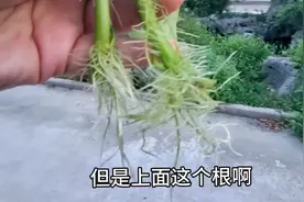 水培为啥会烂根？看过来，不倒翁的鱼菜小课堂视频封面